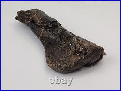 Sauropod Metacarpal (Hand Bone) Morrison Fm Personal Find Big Horn Co, WY
