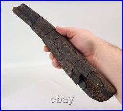 Sauropod Rib Bone Fossil Personal Find Morrison Fm. Big Horn Co, WY