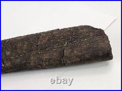 Sauropod Rib Bone Fossil Personal Find Morrison Fm. Big Horn Co, WY