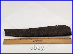 Sauropod Rib Bone Fossil Personal Find Morrison Fm. Big Horn Co, WY