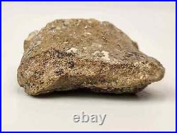 Sauropod or Stegosaurus Toe Fossil Personal Find Morrison Big Horn Co, WY