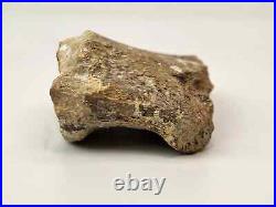 Sauropod or Stegosaurus Toe Fossil Personal Find Morrison Big Horn Co, WY