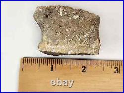 Sauropod or Stegosaurus Toe Fossil Personal Find Morrison Big Horn Co, WY