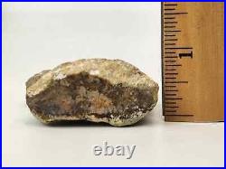 Sauropod or Stegosaurus Toe Fossil Personal Find Morrison Big Horn Co, WY