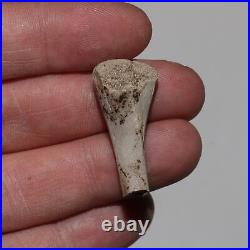 Small Dinosaur/Reptile/Raptor Bone FOSSIL Hell Creek Formation Cretaceous