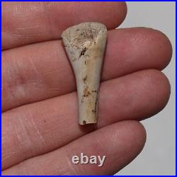 Small Dinosaur/Reptile/Raptor Bone FOSSIL Hell Creek Formation Cretaceous