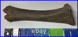 Smilodon Fatalis, Saber Cat Ice Age Fossil Leg Bone, Tibia, Rare Pleistocene