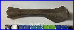 Smilodon Fatalis, Saber Cat Ice Age Fossil Leg Bone, Tibia, Rare Pleistocene