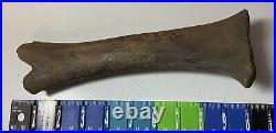 Smilodon Fatalis, Saber Cat Ice Age Fossil Leg Bone, Tibia, Rare Pleistocene