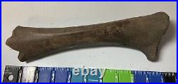 Smilodon Fatalis, Saber Cat Ice Age Fossil Leg Bone, Tibia, Rare Pleistocene