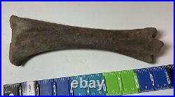 Smilodon Fatalis, Saber Cat Ice Age Fossil Leg Bone, Tibia, Rare Pleistocene