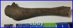 Smilodon Fatalis, Saber Cat Ice Age Fossil Leg Bone, Tibia, Rare Pleistocene