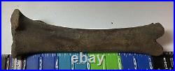 Smilodon Fatalis, Saber Cat Ice Age Fossil Leg Bone, Tibia, Rare Pleistocene