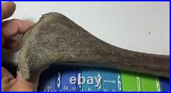 Smilodon Fatalis, Saber Cat Ice Age Fossil Leg Bone, Tibia, Rare Pleistocene