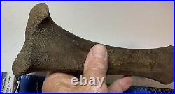 Smilodon Fatalis, Saber Cat Ice Age Fossil Leg Bone, Tibia, Rare Pleistocene