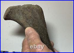 Smilodon Fatalis, Saber Cat Ice Age Fossil Leg Bone, Tibia, Rare Pleistocene