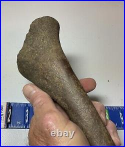 Smilodon Fatalis, Saber Cat Ice Age Fossil Leg Bone, Tibia, Rare Pleistocene