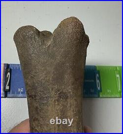 Smilodon Fatalis, Saber Cat Ice Age Fossil Leg Bone, Tibia, Rare Pleistocene