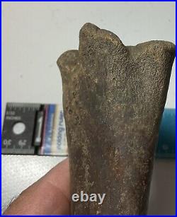 Smilodon Fatalis, Saber Cat Ice Age Fossil Leg Bone, Tibia, Rare Pleistocene