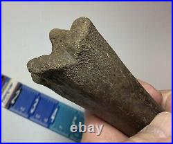 Smilodon Fatalis, Saber Cat Ice Age Fossil Leg Bone, Tibia, Rare Pleistocene