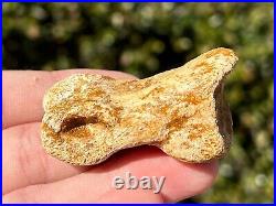 Spinosaurus Toe Bone Fossil Dinosaur Theropod Cretaceous Age Morocco Kem Kem