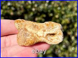 Spinosaurus Toe Bone Fossil Dinosaur Theropod Cretaceous Age Morocco Kem Kem