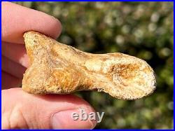 Spinosaurus Toe Bone Fossil Dinosaur Theropod Cretaceous Age Morocco Kem Kem