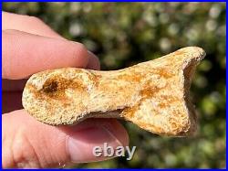 Spinosaurus Toe Bone Fossil Dinosaur Theropod Cretaceous Age Morocco Kem Kem