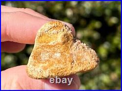 Spinosaurus Toe Bone Fossil Dinosaur Theropod Cretaceous Age Morocco Kem Kem