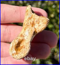 Spinosaurus Toe Bone Fossil Dinosaur Theropod Cretaceous Age Morocco Kem Kem