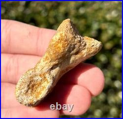 Spinosaurus Toe Bone Fossil Dinosaur Theropod Cretaceous Age Morocco Kem Kem