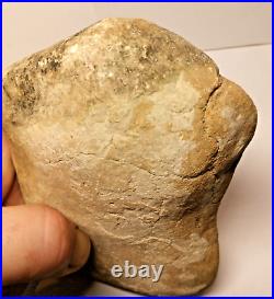 Stegosaurus Fossil Dorsal Plate Lower Cretacious Texas Glen Rose Formation