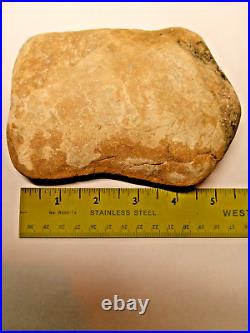 Stegosaurus Fossil Dorsal Plate Lower Cretacious Texas Glen Rose Formation