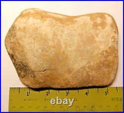 Stegosaurus Fossil Dorsal Plate Lower Cretacious Texas Glen Rose Formation