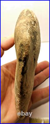 Stegosaurus Fossil Dorsal Plate Lower Cretacious Texas Glen Rose Formation