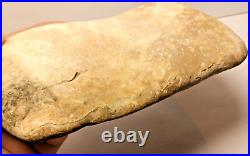 Stegosaurus Fossil Dorsal Plate Lower Cretacious Texas Glen Rose Formation