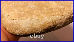 Stegosaurus Fossil Dorsal Plate Lower Cretacious Texas Glen Rose Formation