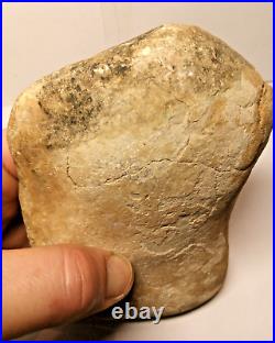 Stegosaurus Fossil Dorsal Plate Lower Cretacious Texas Glen Rose Formation