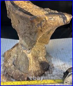 Structural dinosaur bone vertebrae