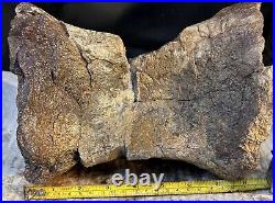 Structural dinosaur bone vertebrae