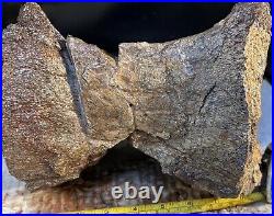 Structural dinosaur bone vertebrae