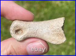 Struthiomimus Toe Bone Theropod Dinosaur Bone Montana Two Medicine Fm Rare