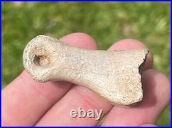 Struthiomimus Toe Bone Theropod Dinosaur Bone Montana Two Medicine Fm Rare