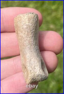 Struthiomimus Toe Bone Theropod Dinosaur Bone Montana Two Medicine Fm Rare