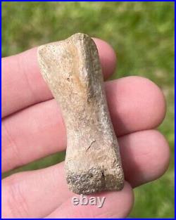 Struthiomimus Toe Bone Theropod Dinosaur Bone Montana Two Medicine Fm Rare