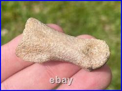 Struthiomimus Toe Bone Theropod Dinosaur Bone Montana Two Medicine Fm Rare