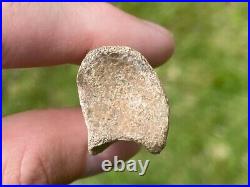 Struthiomimus Toe Bone Theropod Dinosaur Bone Montana Two Medicine Fm Rare