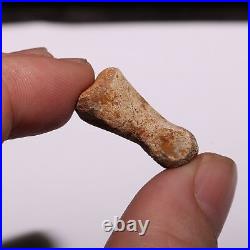 Struthiomimus Toe Foot Bone from the Famous Hell Creek Formation Cretaceous