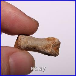 Struthiomimus Toe Foot Bone from the Famous Hell Creek Formation Cretaceous