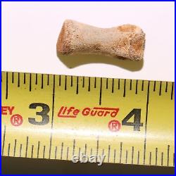 Struthiomimus Toe Foot Bone from the Famous Hell Creek Formation Cretaceous